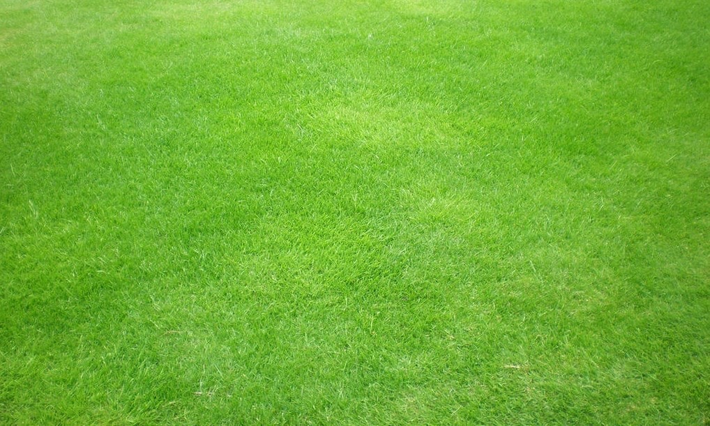 1. Green grass – Grass Textures-min